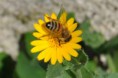 /album/galleria-foto-galleria-fotografica/calendula-1-jpg/